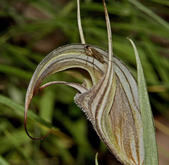 Pterostylis coccina