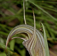 Pterostylis coccina