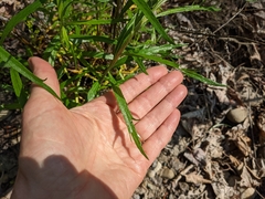Artemisia longifolia