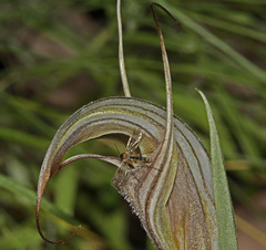 Pterostylis coccina