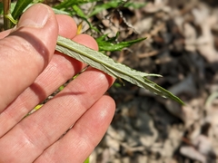 Artemisia longifolia