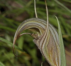 Pterostylis coccina