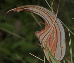 Pterostylis coccina
