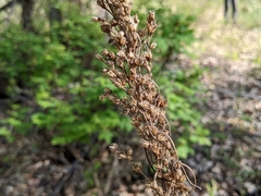 Artemisia longifolia