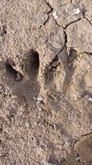 Hydrochoerus hydrochaeris