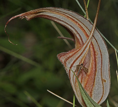Pterostylis coccina