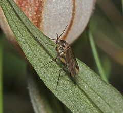 Pterostylis coccina