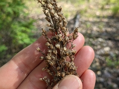 Artemisia longifolia