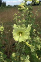 Alcea rugosa