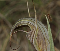 Pterostylis coccina