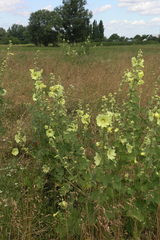 Alcea rugosa