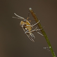 Pterostylis coccina