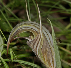 Pterostylis coccina