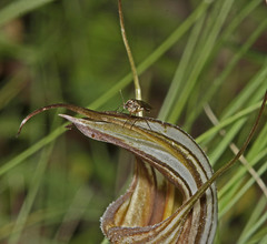Pterostylis coccina