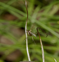 Pterostylis coccina