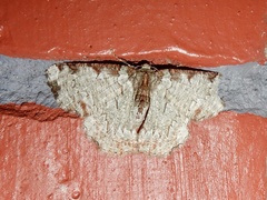 Lophophelma ruficosta
