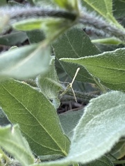 Hellinsia sulphureodactylus