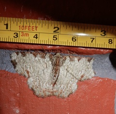 Lophophelma ruficosta