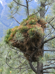 Elytroderma deformans