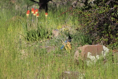Cyanocitta stelleri