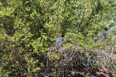 Cyanocitta stelleri