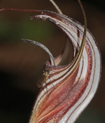 Pterostylis coccina