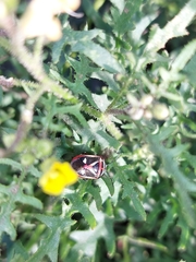 Eurydema gebleri