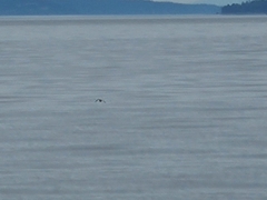 Brachyramphus marmoratus