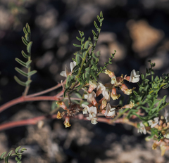 Astragalus johannis-howellii