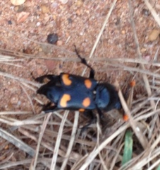 Nicrophorus carolina