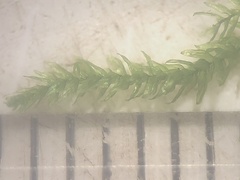 Eurhynchiastrum pulchellum