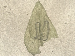 Eurhynchiastrum pulchellum