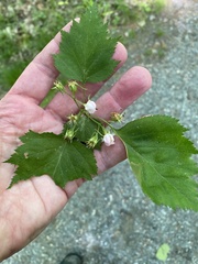 Crataegus macracantha