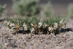 Astragalus johannis-howellii