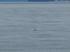 Brachyramphus marmoratus