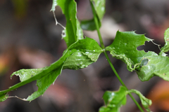 Aceria caliberberis