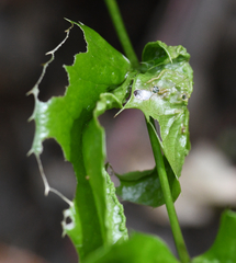 Aceria caliberberis