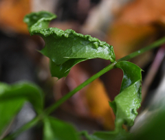 Aceria caliberberis
