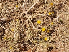 Centaurea hyalolepis