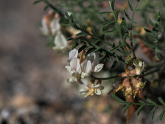 Astragalus johannis-howellii