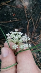 Asclepias michauxii