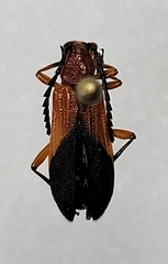 Elytroleptus divisus