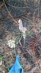 Asclepias michauxii