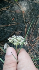 Asclepias michauxii