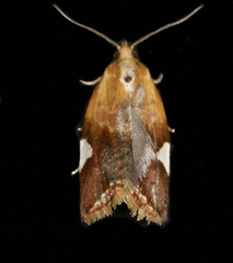 Clepsis persicana