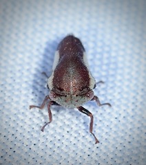 Ophiderma flavicephala