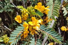 Senna versicolor