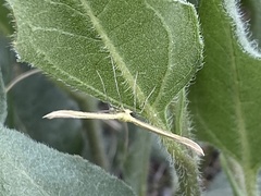 Hellinsia sulphureodactylus