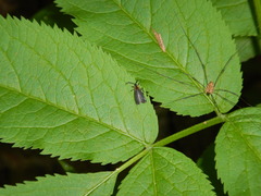 Leptoceletes basalis