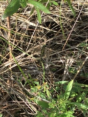 Gomphurus fraternus
